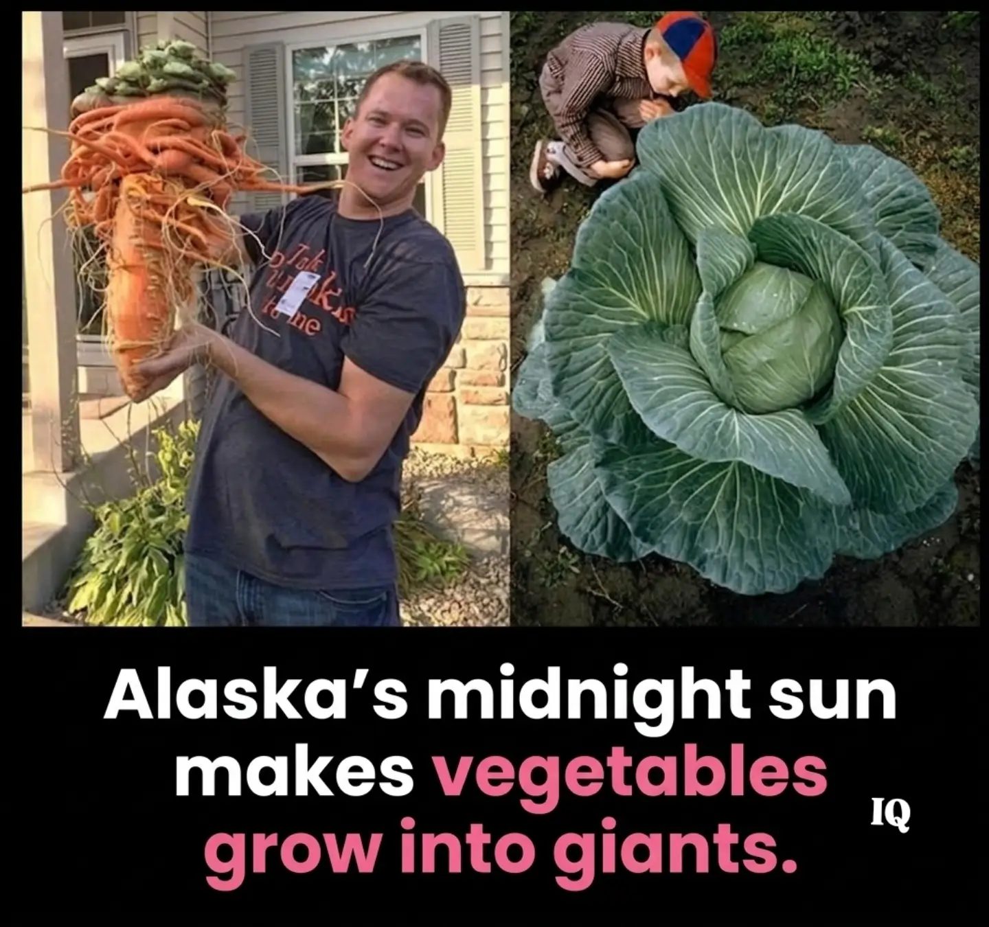 Alaska's Midnight Sun: Growing Giant Vegetables