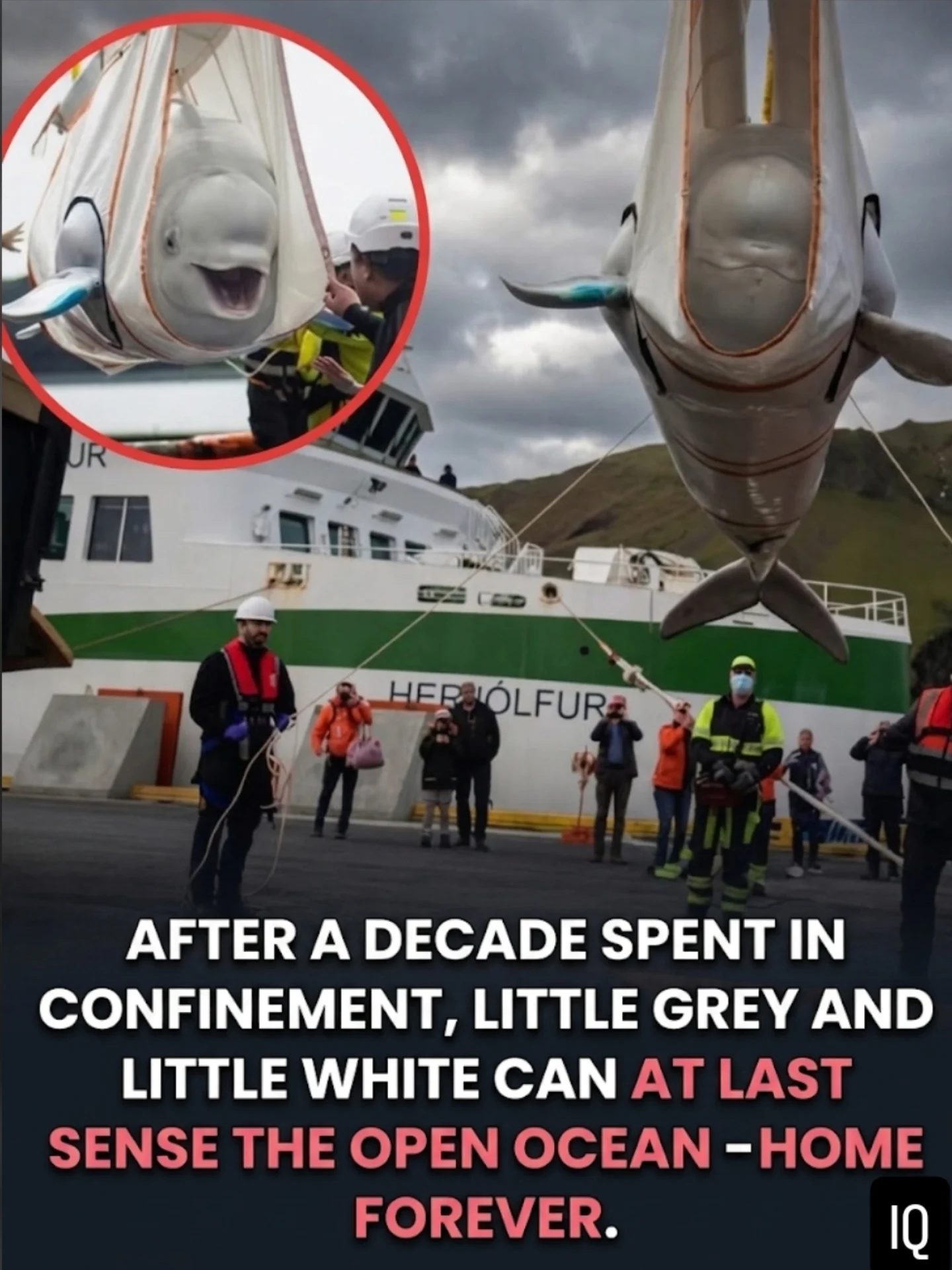 Beluga Whales Released into Icelandic Sanctuary After Decade