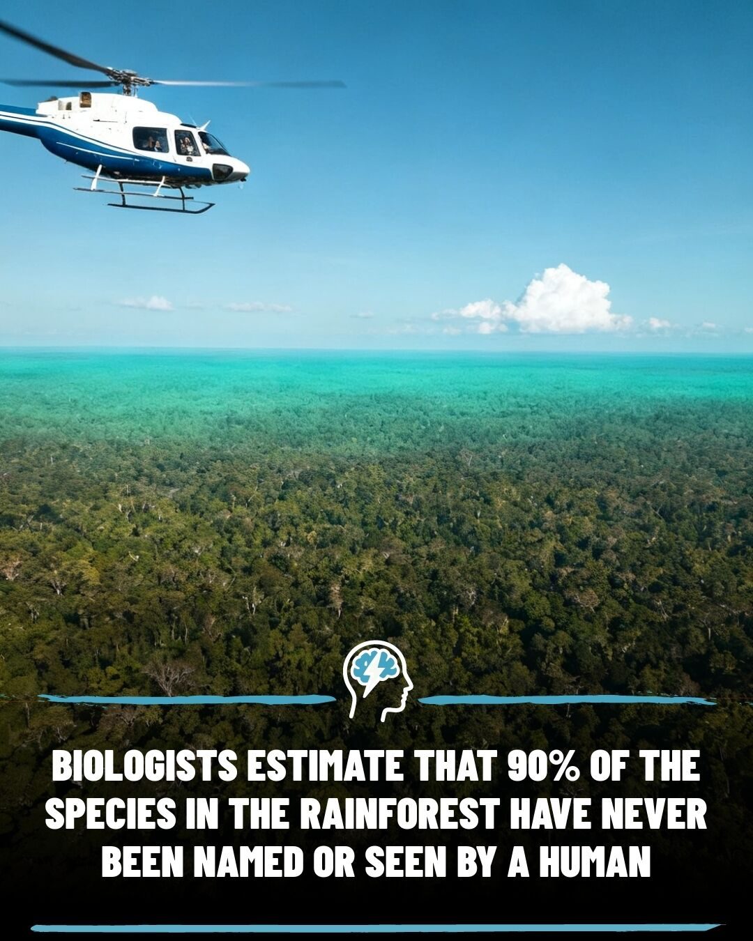 Undiscovered Species: Why Rainforest Biodiversity Matters