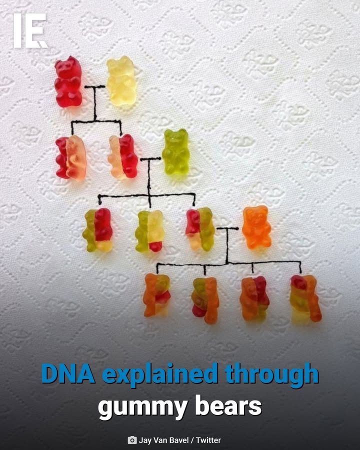 Unlocking DNA: Gummy Bears Reveal Genetic Inheritance