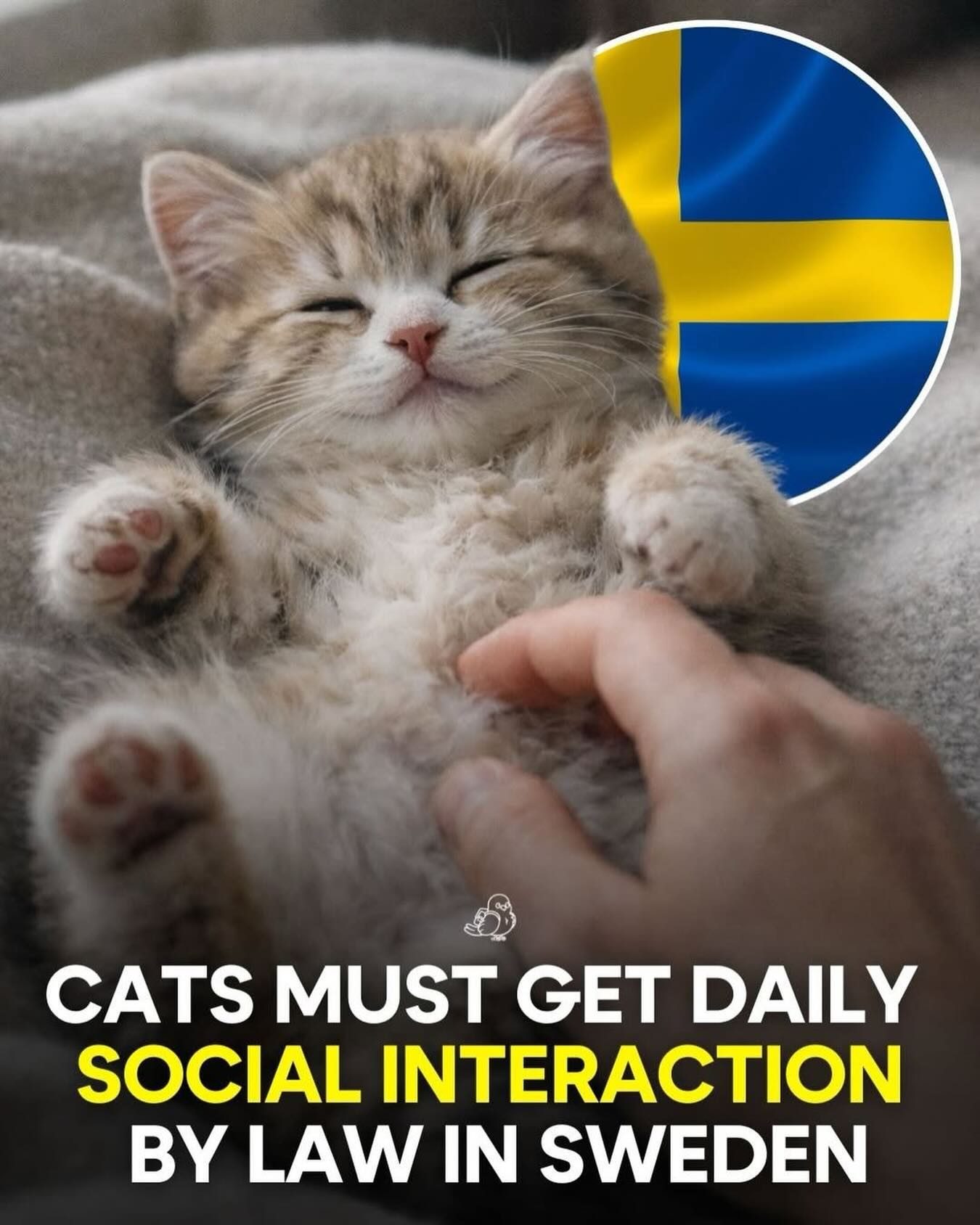 Sweden's Unique Cat Welfare Law: Daily Social Interaction Required