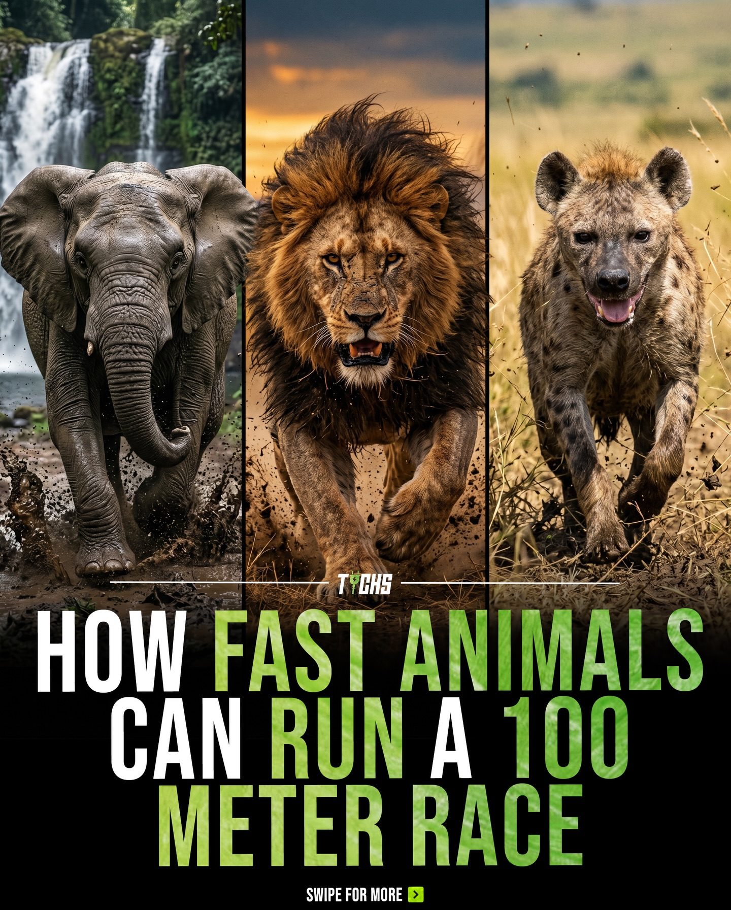 Fastest Animals in a 100-Meter Dash