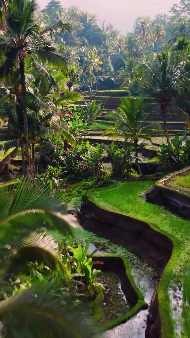 Aerial View of Rice Paddy Landscapes