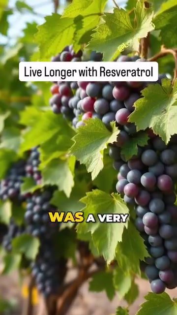 Dr. David Sinclair Explains Resveratrol's Benefits for Longevity