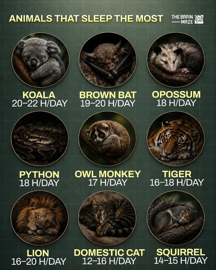 Top Animals That Sleep The Most