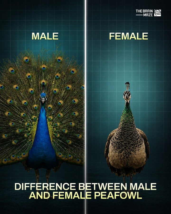 Male and Female Peafowl: Dramatic Differences Explained