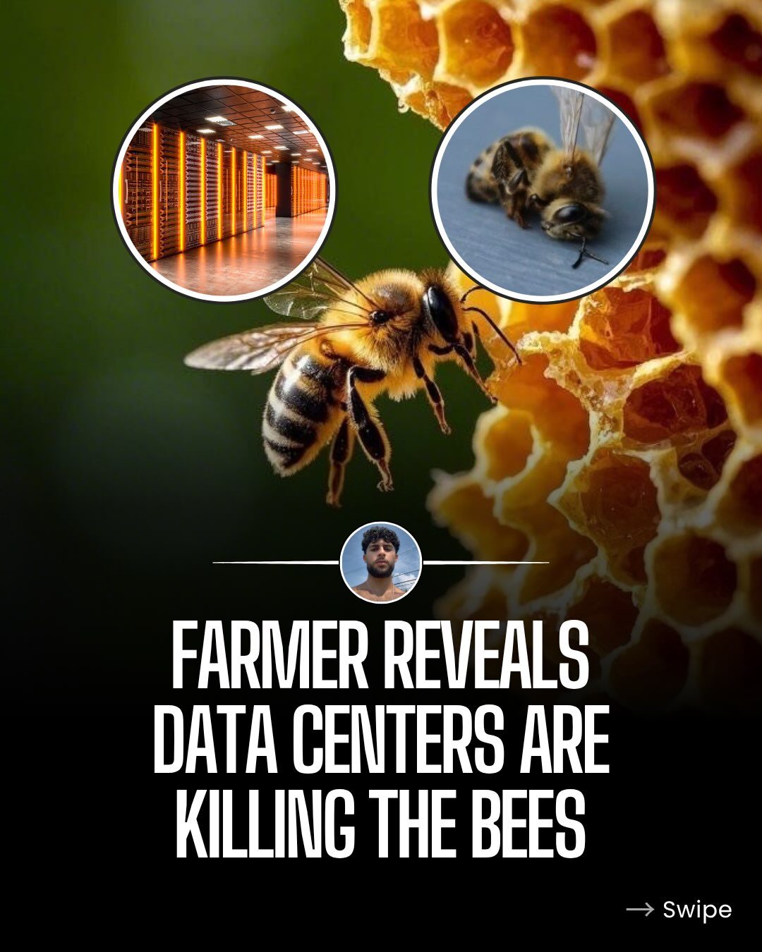 How Data Centers Are Harming Bee Populations