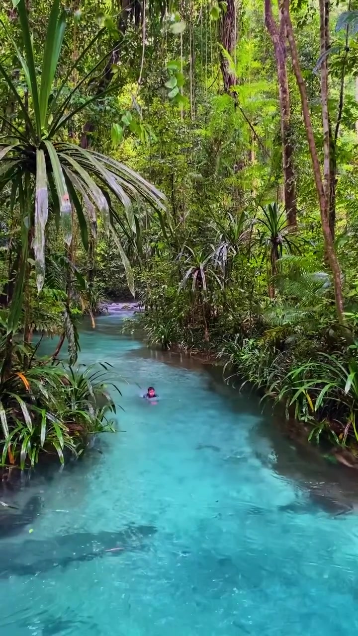 Swimming in a Turquoise River: Tropical Forest Bliss