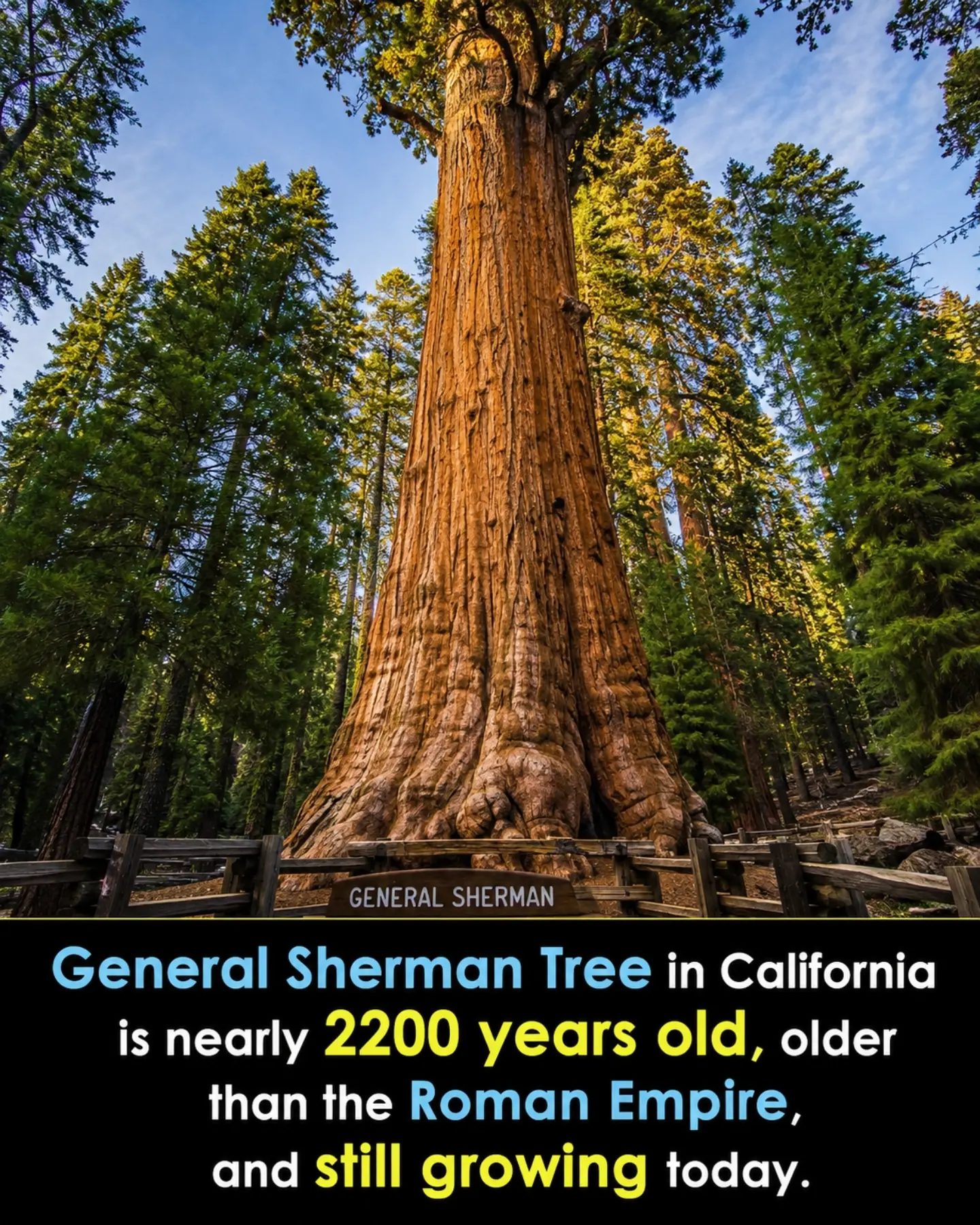 Exploring the Ancient General Sherman Tree