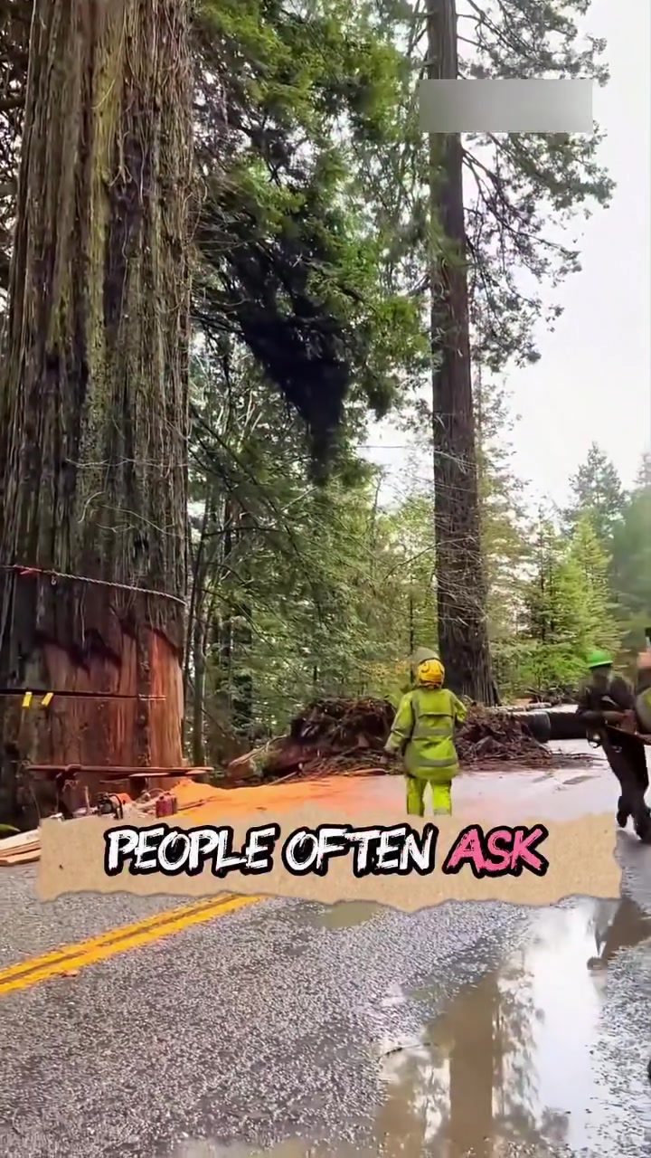Giant Sequoias: Why America's Endangered Trees Need Fire