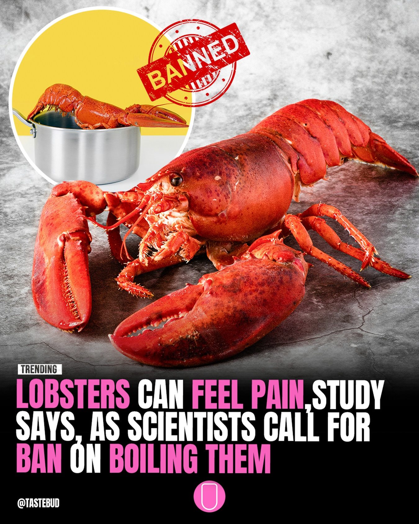 Are Lobsters in Pain When Boiled? Scientists Call for Cooking Changes