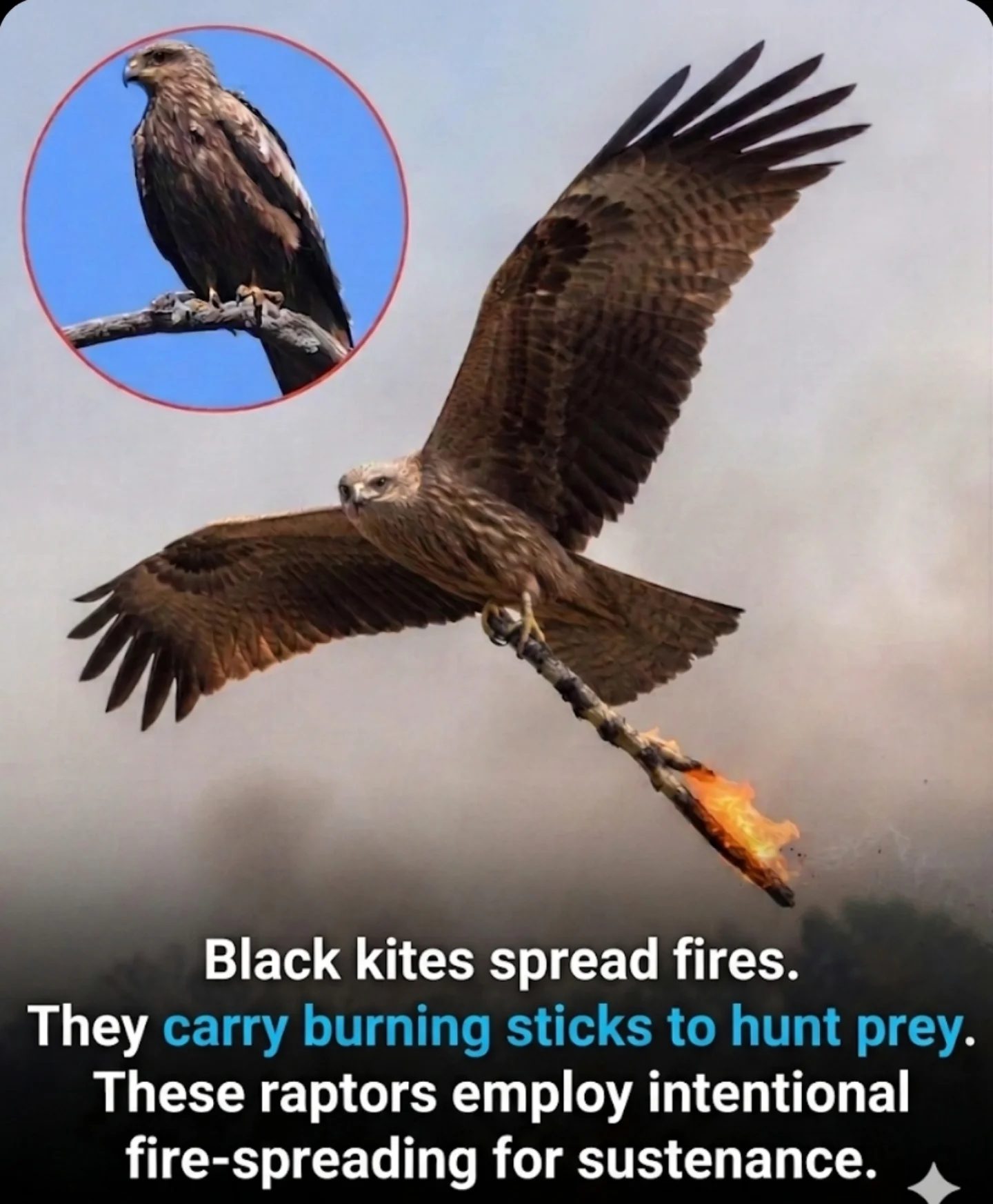 Black Kites' Ingenious Fire Hunting Strategy Revealed