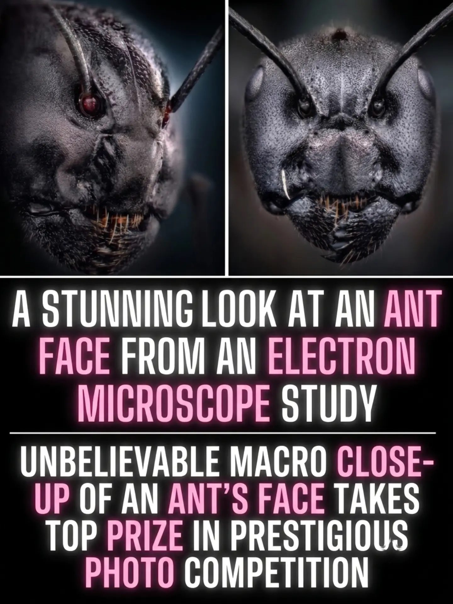 Incredible Ant Face Close-Up