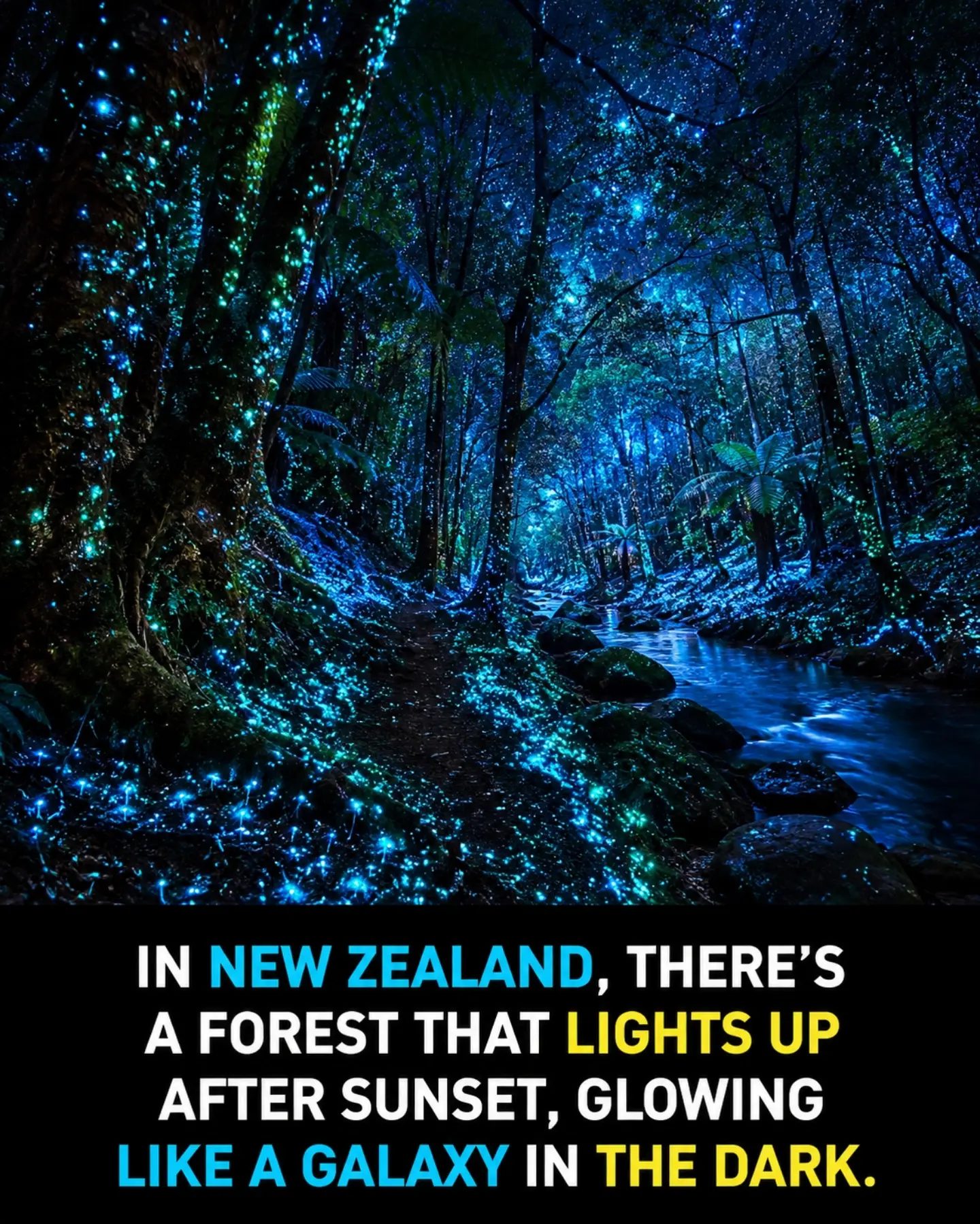 New Zealand's Magical Glowing Forest: A Natural Galaxy
