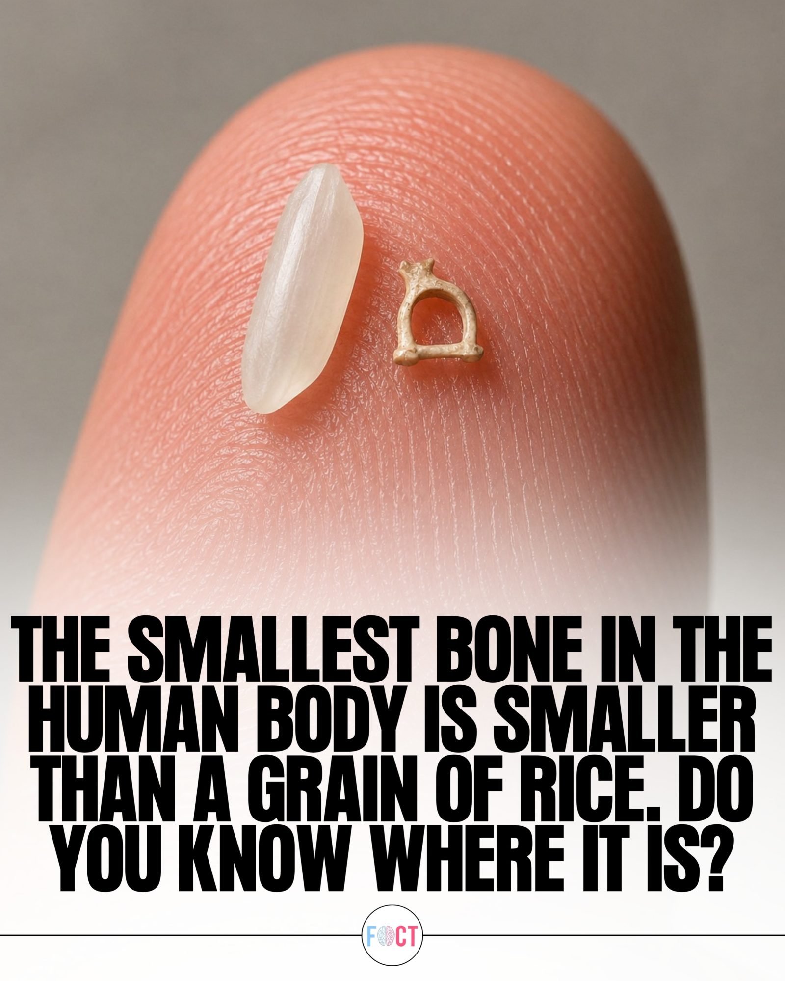 Discover the Tiny Stapes: The Smallest Bone in the Human Body