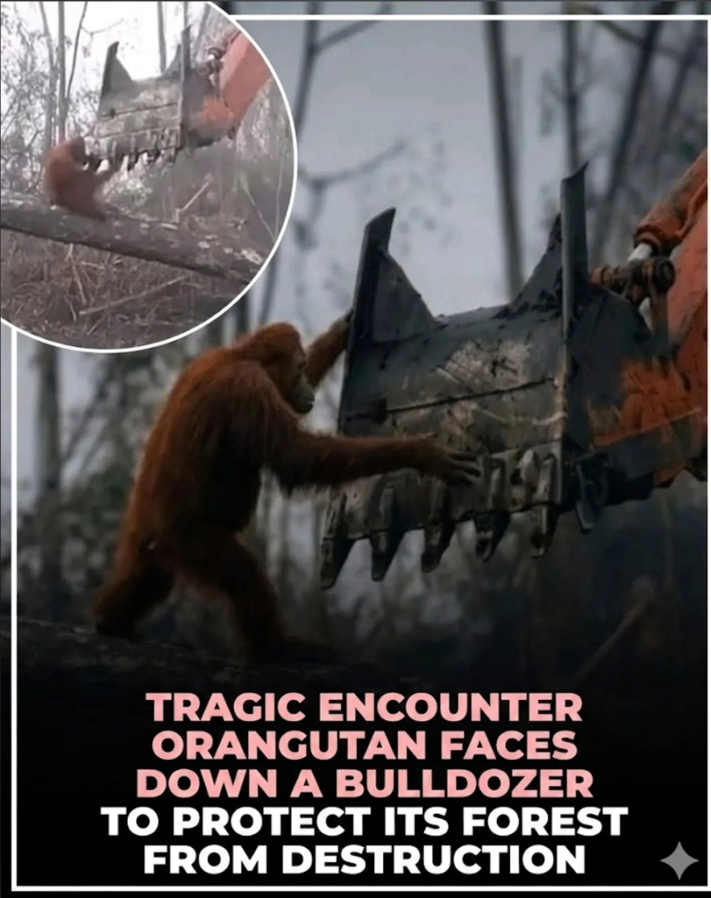 Orangutan vs. Bulldozer: The Fight for Forest Survival