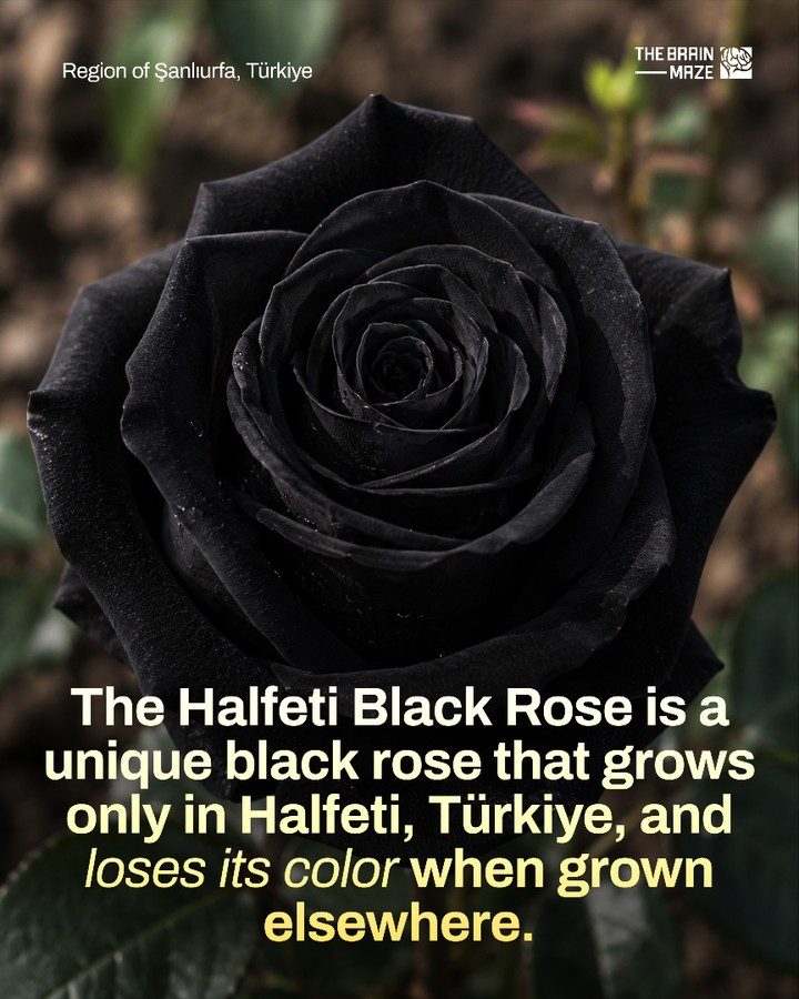 The Mystery of the Rare Halfeti Black Rose of Turkey