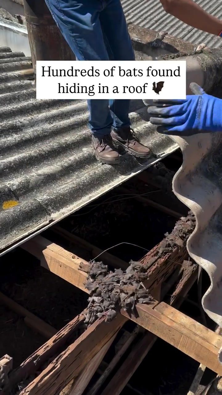 Discovering Hundreds of Bats in a Roof: Bat Infestation