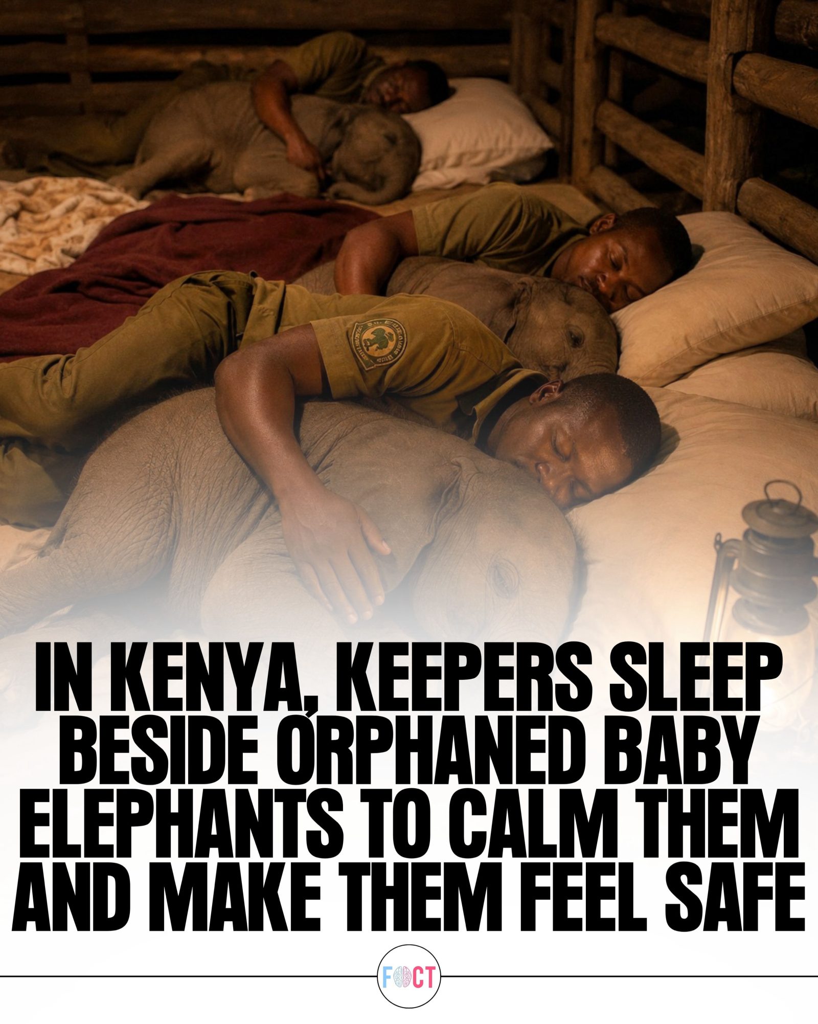 Nighttime Care: How Kenyan Elephant Orphanages Comfort Baby Elephants