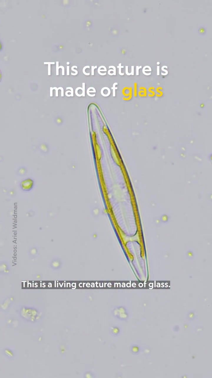Discover the Beauty of Glass-like Diatoms from Space