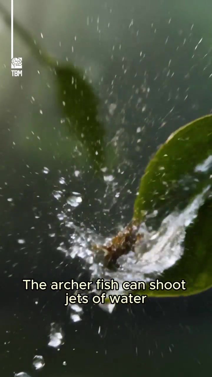 How Archerfish Use Precision Water Jets to Hunt Insects