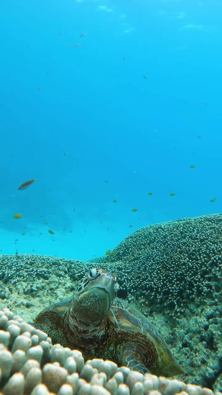 Sea Turtle Swimming Near Coral Reef