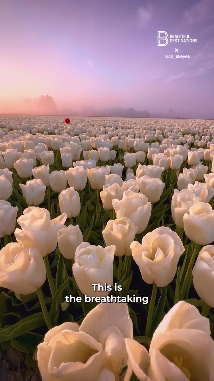 Tulip Fields in Amsterdam: Best Time to Visit