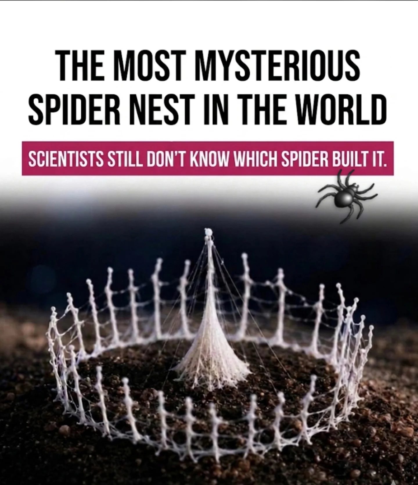 Unraveling the Mystery of the Silkhenge Spider Nest