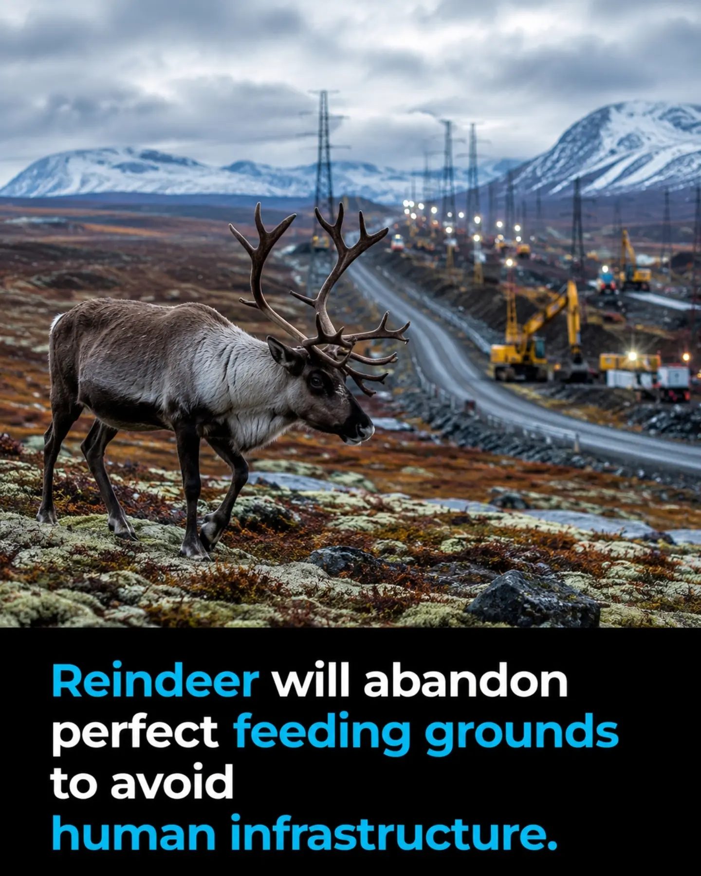 How Reindeer Navigate Human Infrastructure