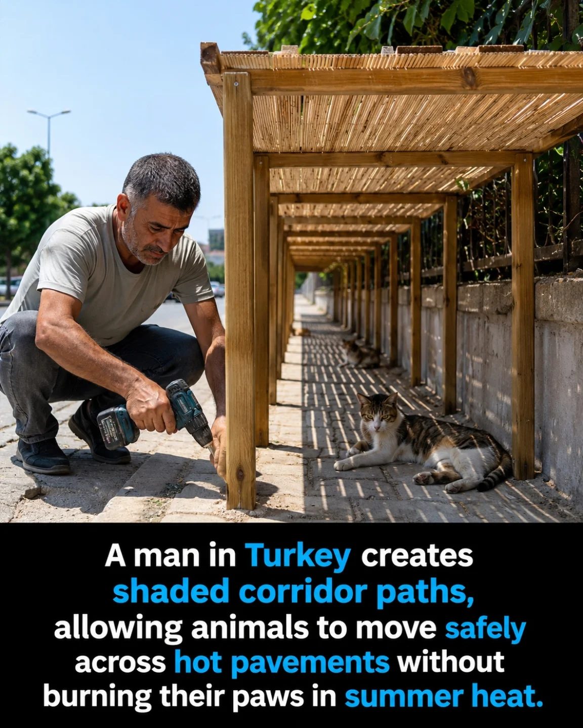 Man Builds Shaded Corridors in Turkey to Protect Animals from Hot Pavements