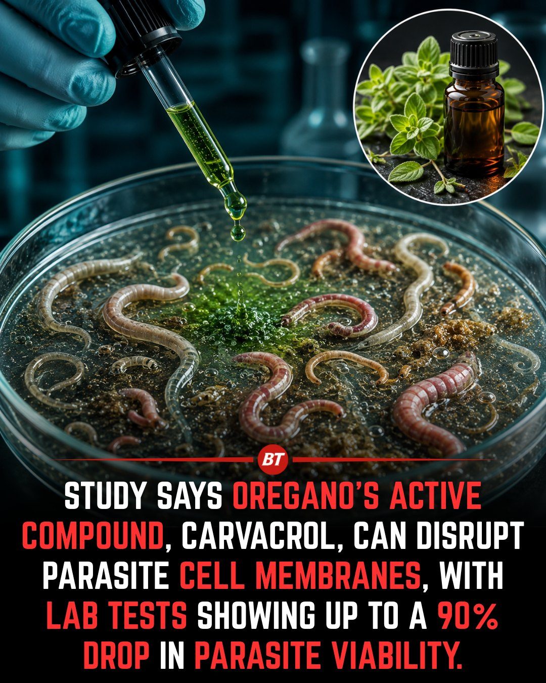 Oregano Essential Oil: A Powerful Natural Remedy for Parasites