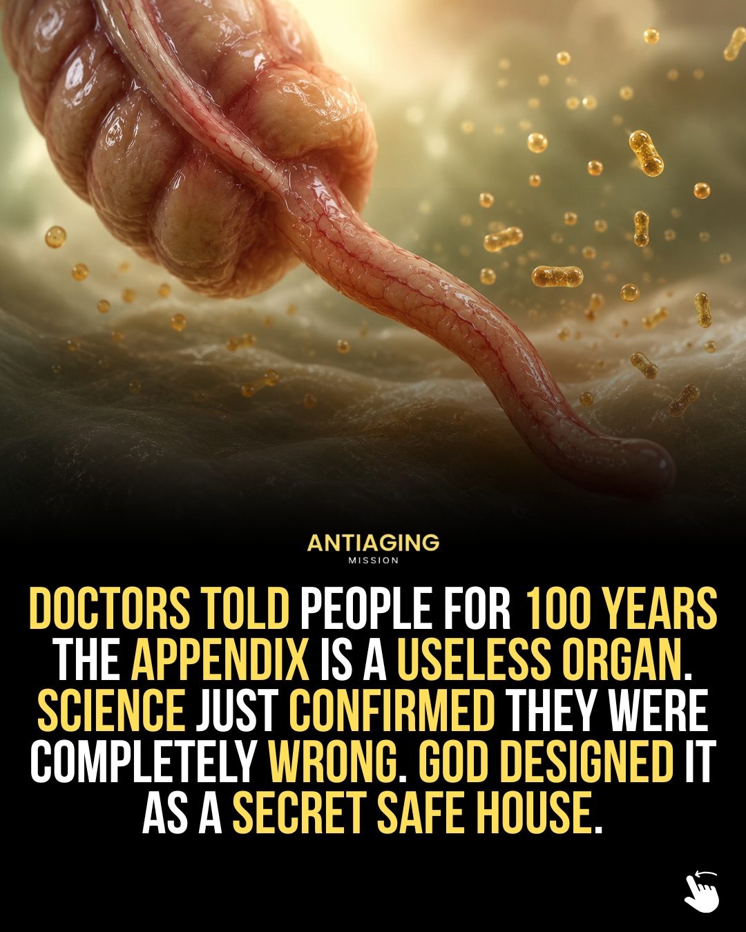 Appendix's Hidden Role in Immune Function and Aging