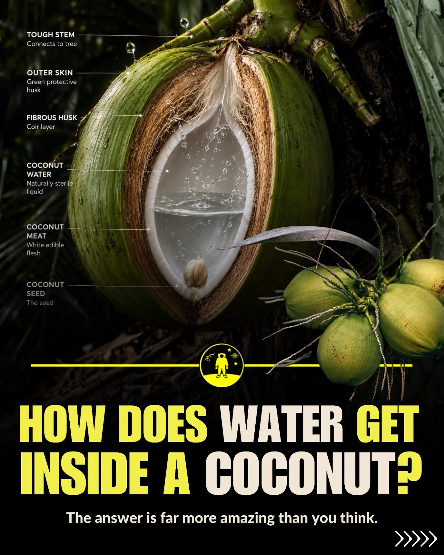 Coconut Water: The Natural Hydration Process