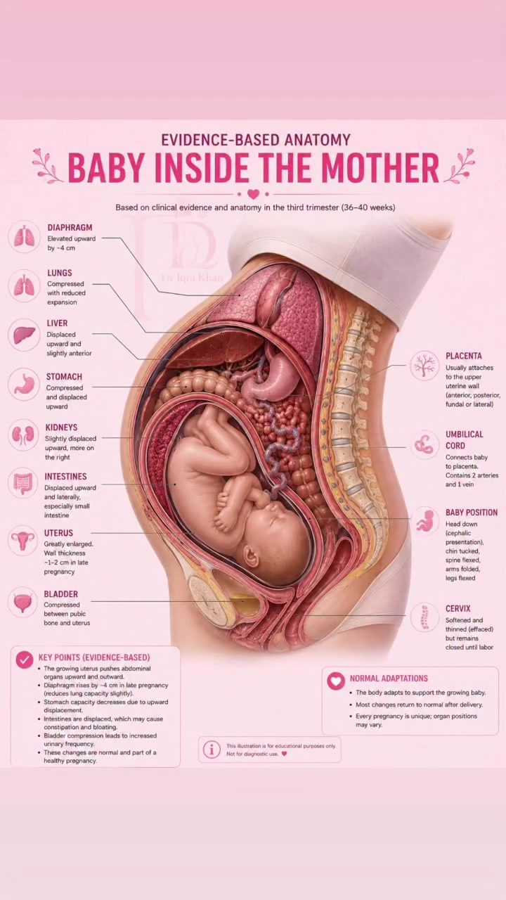 Learn Third Trimester Anatomy Changes for Pregnancy