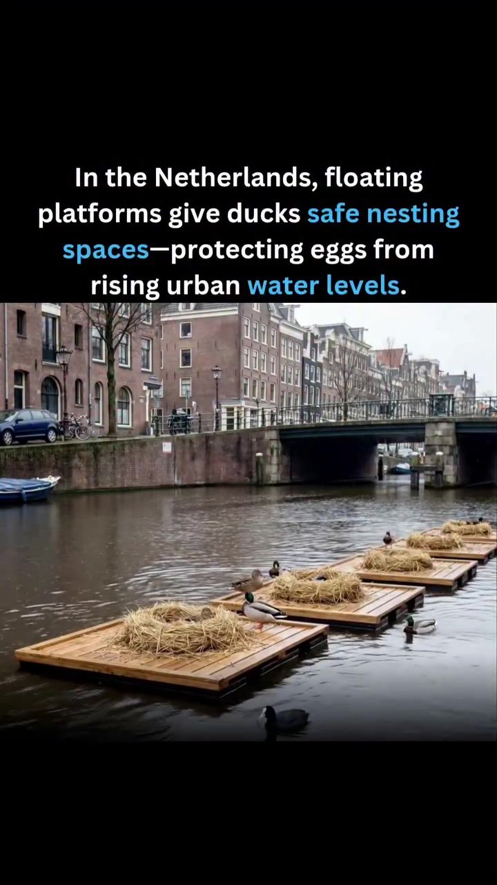 Dutch Floating Platforms Safeguard Ducks from Rising Water Levels