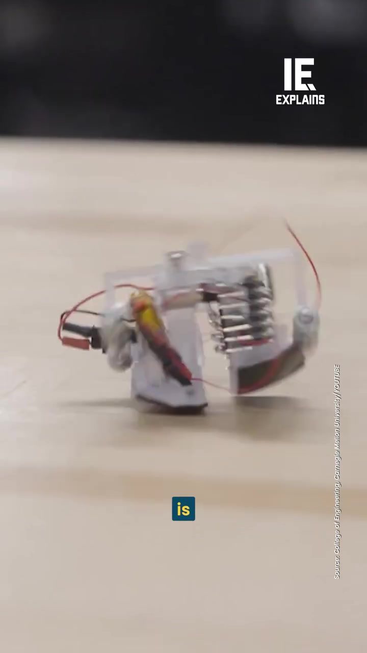 Meet Zippy: The Smallest Self-Powered Bipedal Robot