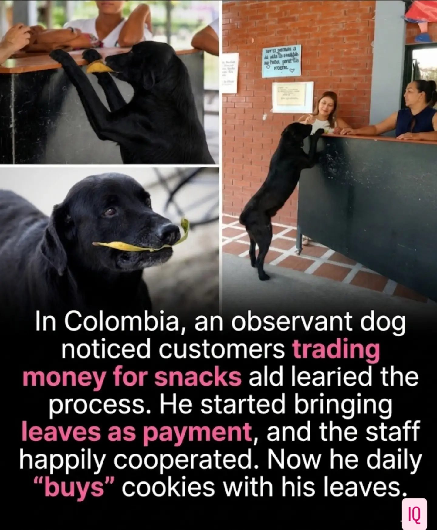 Canine Commerce: Colombia's Leaf-Loving Dog Mimics Human Shopping