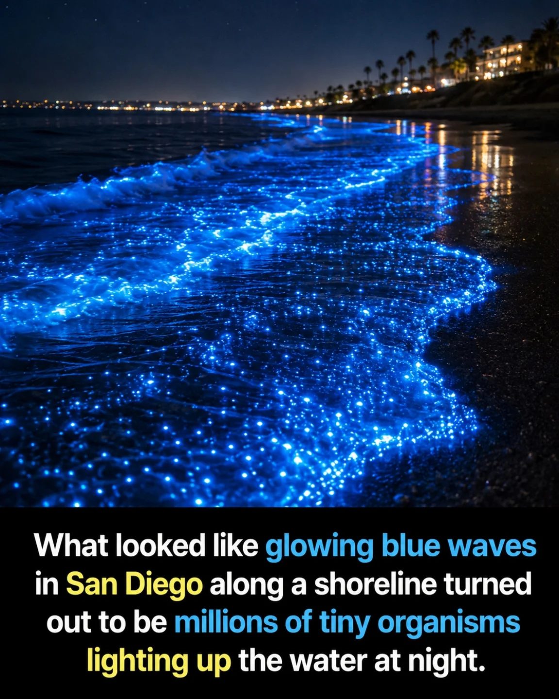 San Diego's Magical Bioluminescent Waves