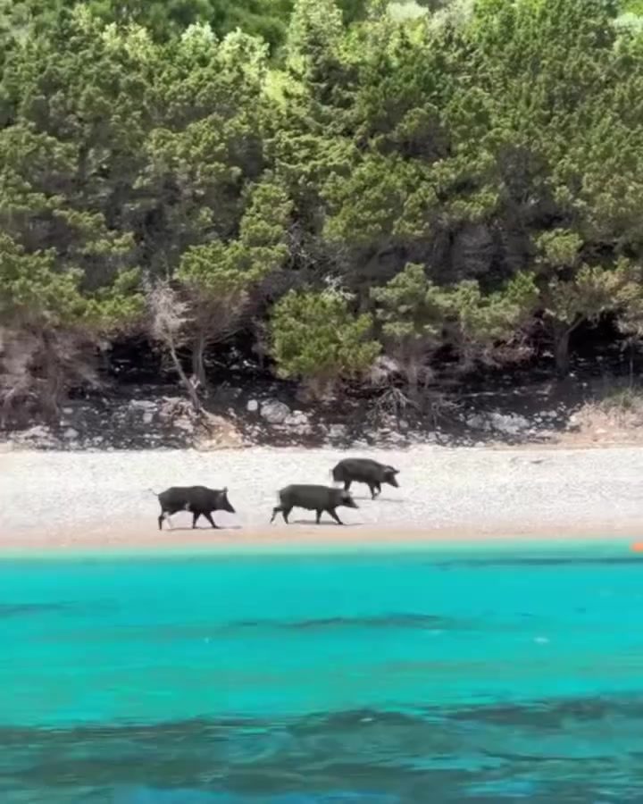 Discover Pig Island: Greece's Unique Beach Pigs of Atokos