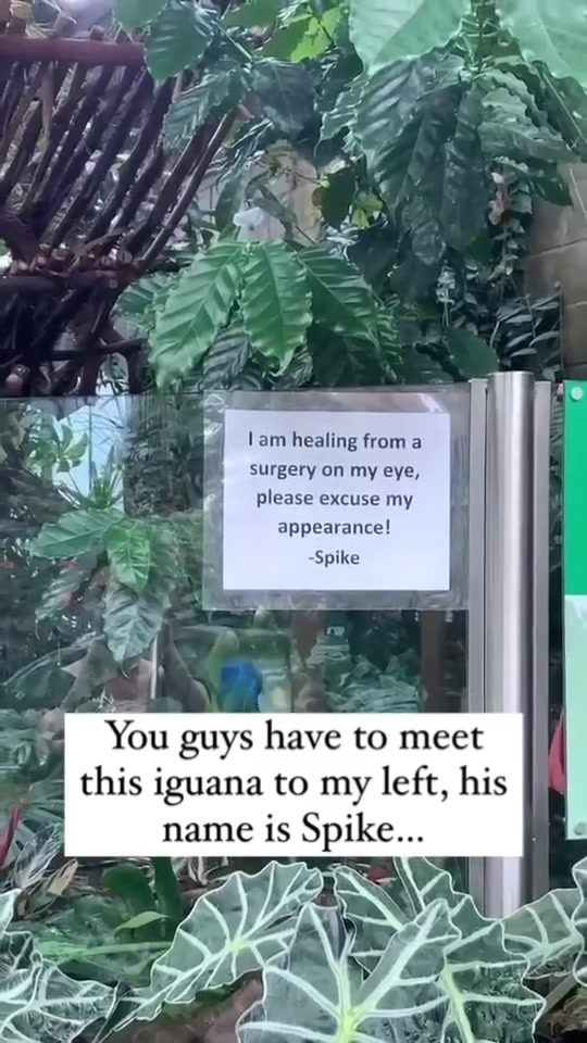 Meet Spike: A Creative Iguana Introduction