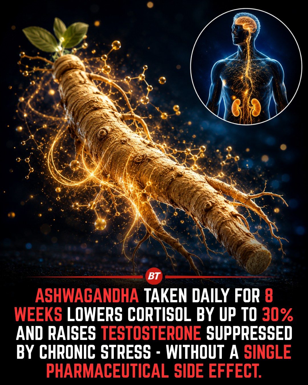 Ashwagandha Benefits: Cortisol and Testosterone Support