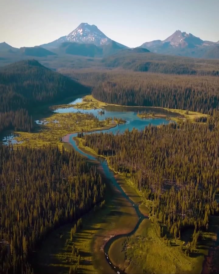 Aerial View of Forest and Snow-Capped Mountains