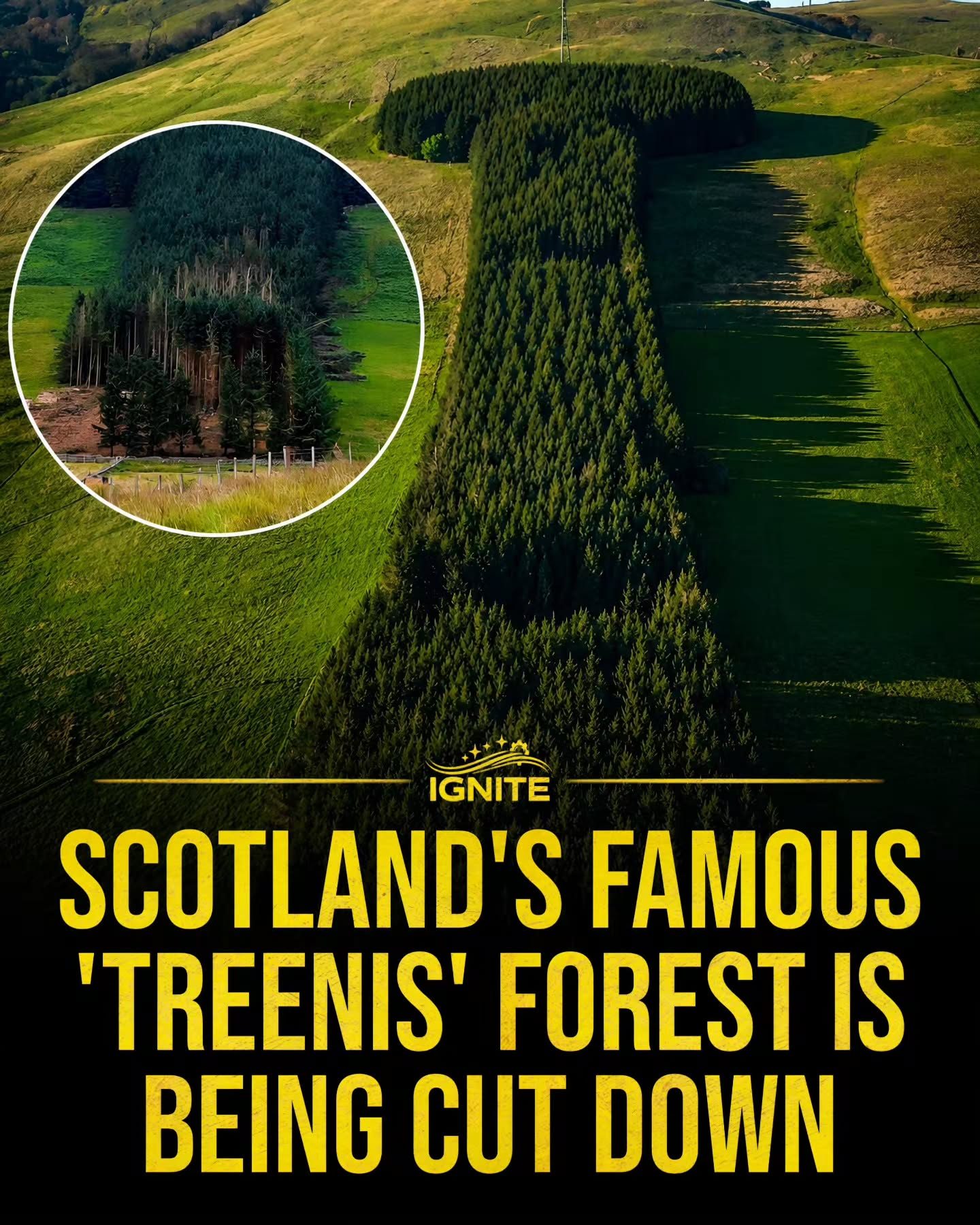 Scotlands 'Treenis' Forest: 150-Year Icon Being Cleared