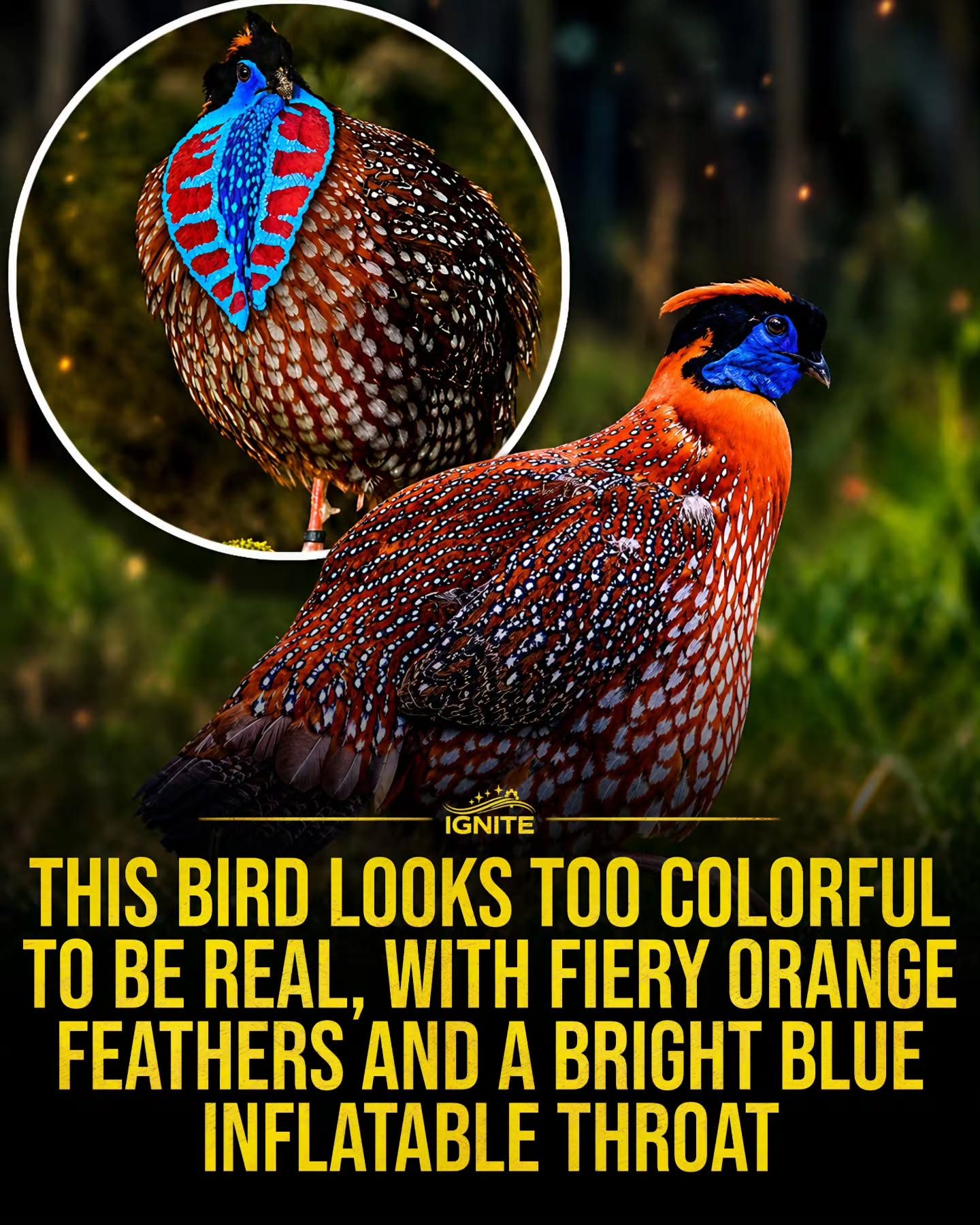 Unreal Bird: Fiery Orange and Bright Blue Feathers
