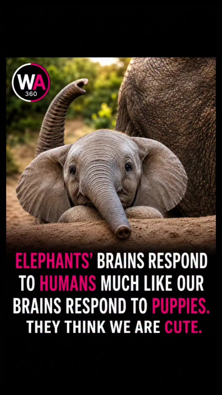 Elephants Find Humans Adorable: New Research Explained