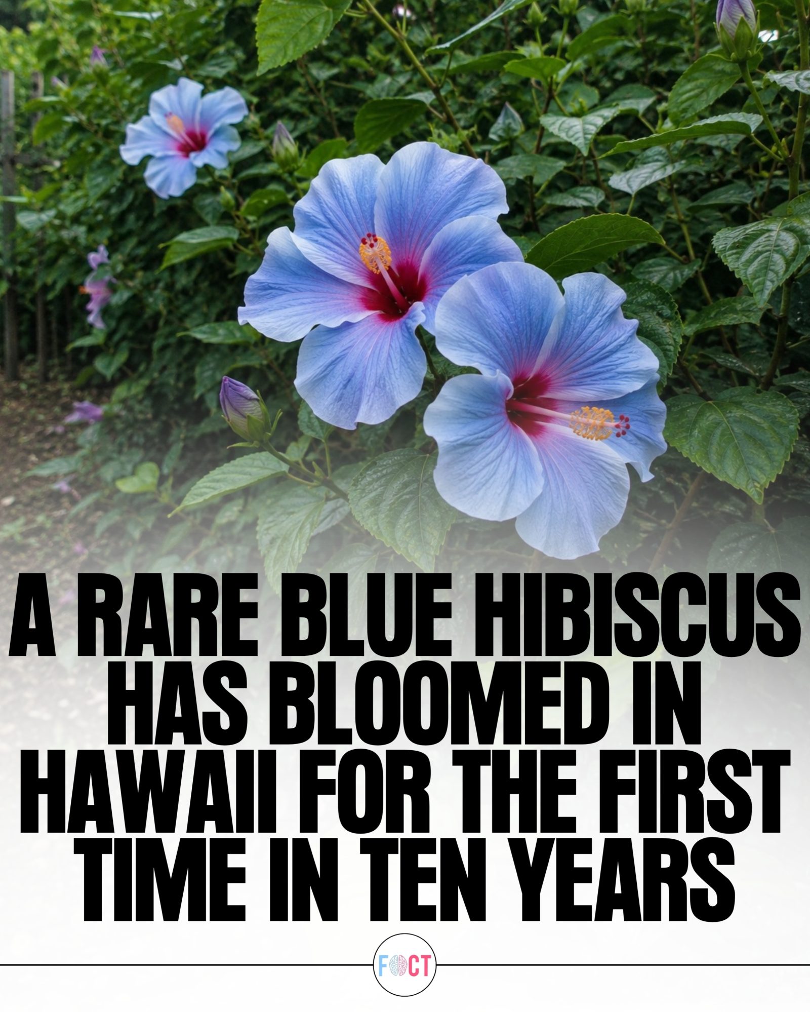 Rare Blue Hibiscus Blooms in Hawaii After a Decade