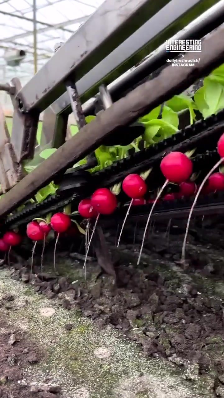 The Power of Automation: Radish Harvesting Machines