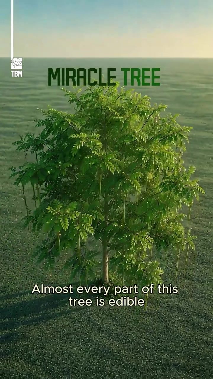 Moringa: The Miracle Tree's Edible Parts and Benefits