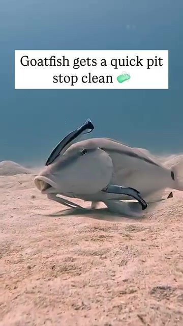Goatfish Cleaning: Unveiling Underwater Symbiosis