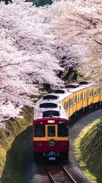 Voyage Through Cherry Blossoms: A Vintage Train Journey